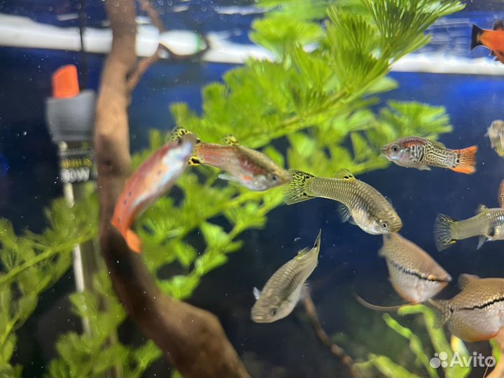 Рыбки гуппи