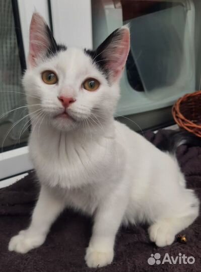 Спасите Борьку