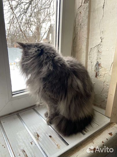 Кошка Герцогиня в добрые руки