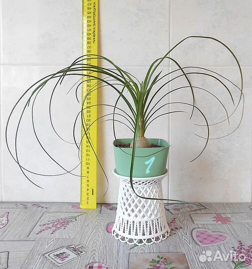 Бокарнея нолина, бутылочное дерево