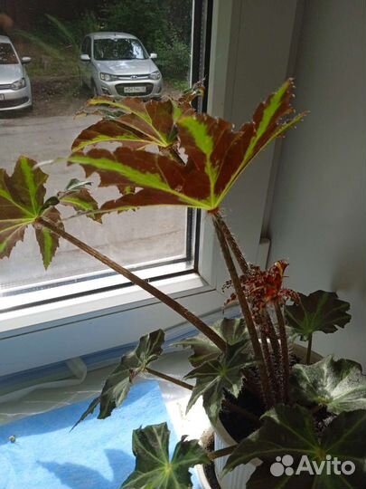 Комнатные цветы