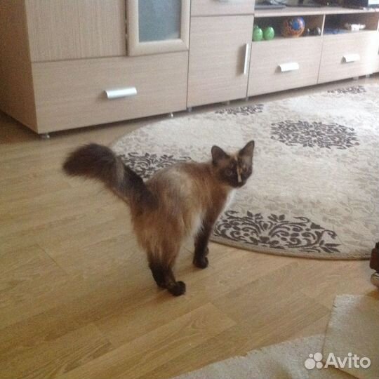 Отдам кошечку