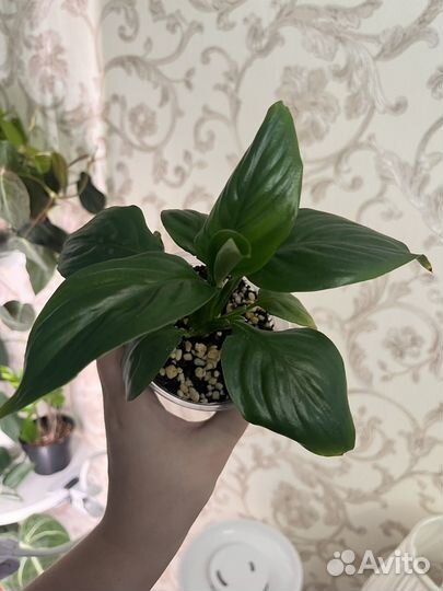 Спатифиллум блэк бьюти