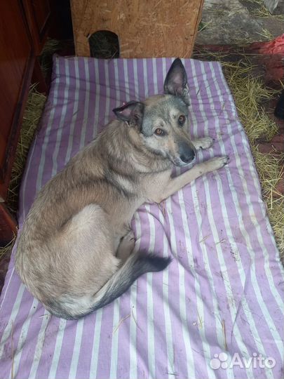 Собака в добрые руки отдам бесплатно