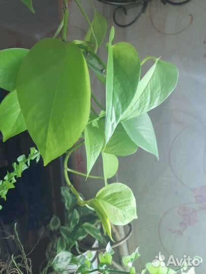 Сциндапсус