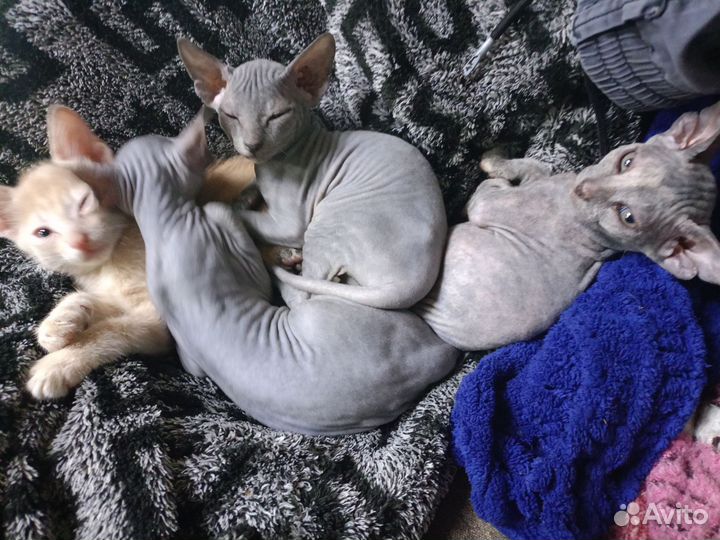 Донской сфинкс котята