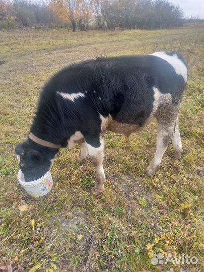 Продам бычка 5 мес