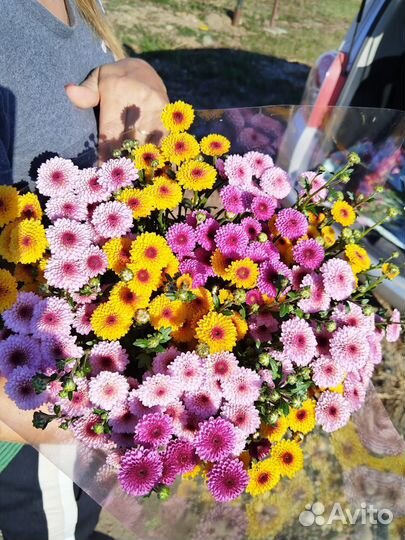 Хризантема