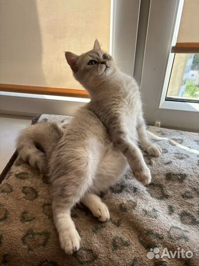 Шотланский котик