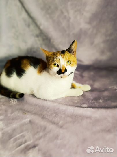 Кошка в дар