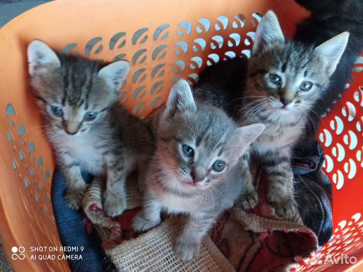 Котята в добрые руки бесплатно