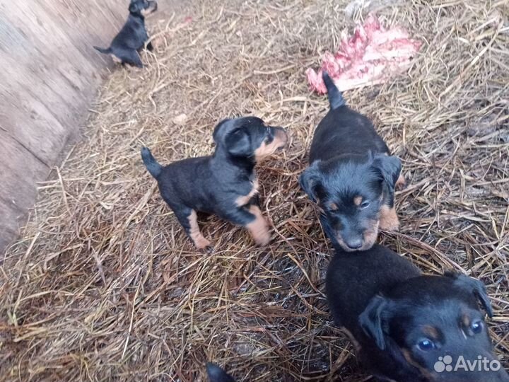 Продам щенков Ягдтерьера