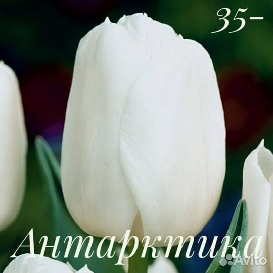 Луковицы тюльпанов 8 сортов