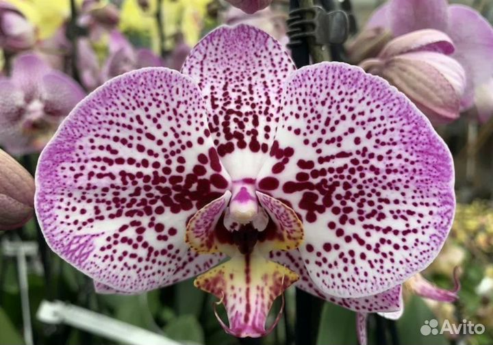 Не цветущие орхидеи