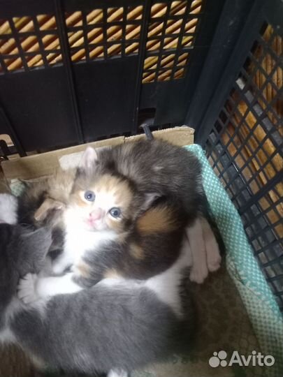 Котята в добрые руки