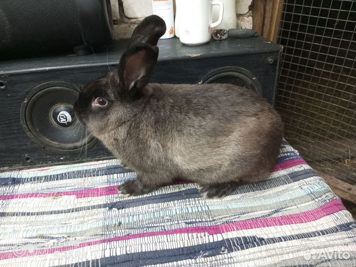 Кролики Советский мардер