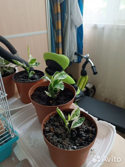 Педилантус