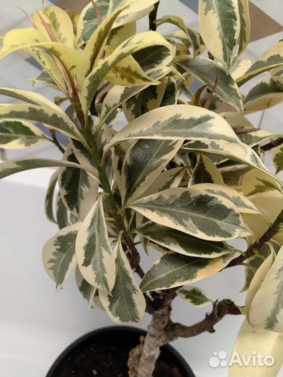 Фикус мелани вариегатный взрослый и черенок