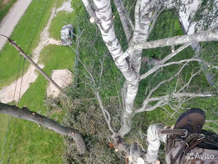 Спил деревьев