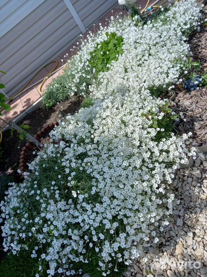Ясколка Бибештерна, снежная ловина
