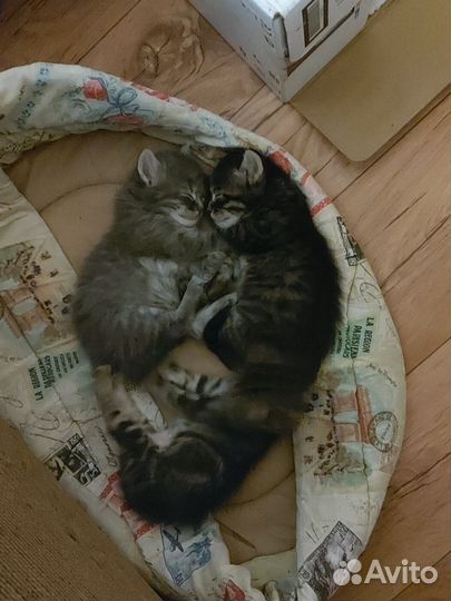 Котята