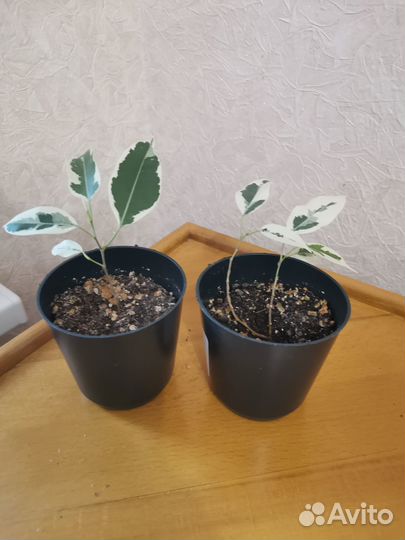 Сортовые фикусы