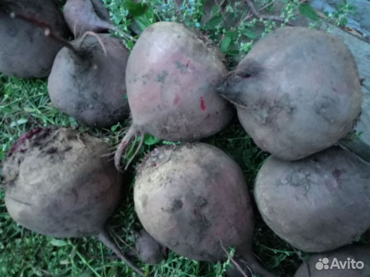 Свекла