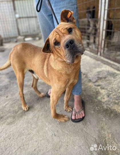 Метис шарпея в отлове
