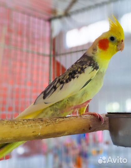 Попугай корелла, розелла