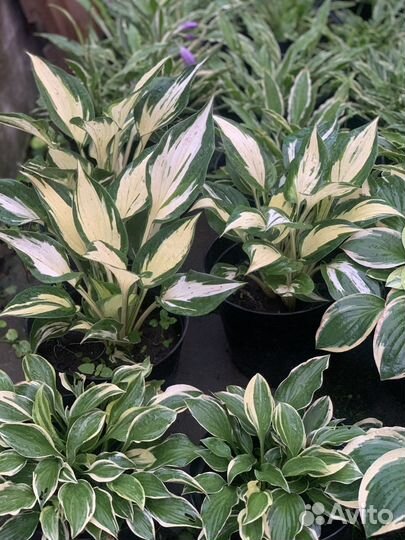 Цветы для сада