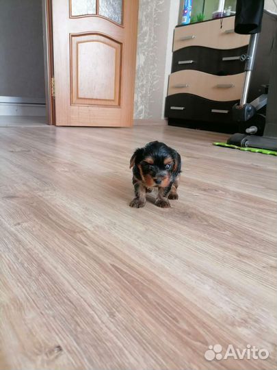 Йоркширский терьер стандарт, мини