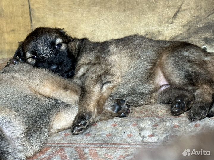 Немецкая овчарка