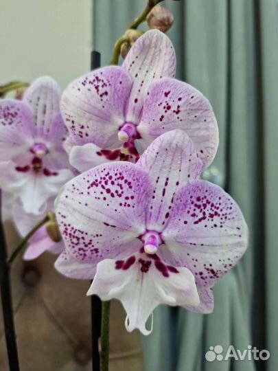 Орхидея биг лип разные