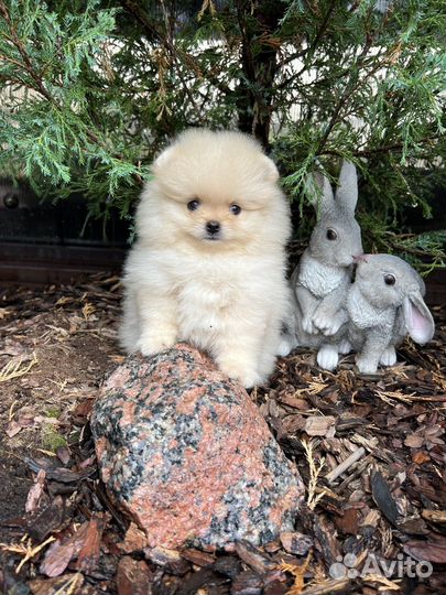 Щенки померанского шпица