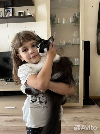 Кошка в добрые руки