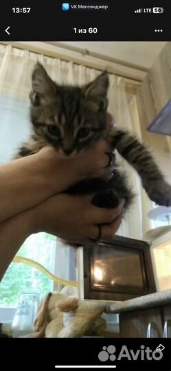 Котенок милашка ищет дом