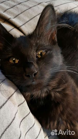 Ласковая чёрненькая кошечка Васенька в дар