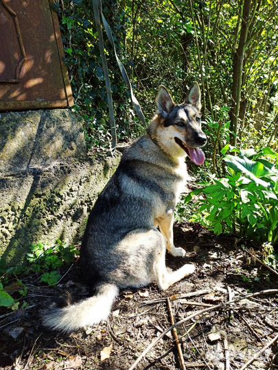Собака в добрые руки отдам бесплатно