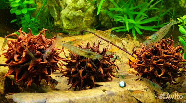 Креветки Аквариумные Амано и Красная Вишня
