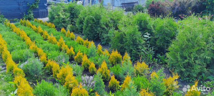 Саженцы плодовых и декоративных культур