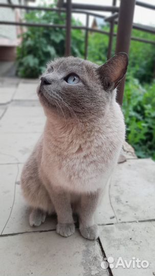 Нашлась сиамская кошечка