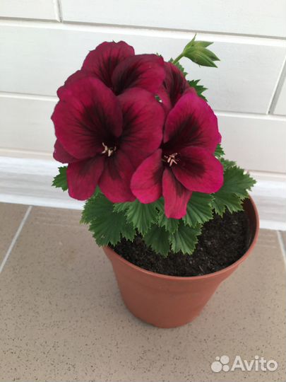 Пеларгония плющелистная и пеларгония королевская
