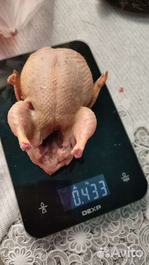 Перепел Белый Гигант