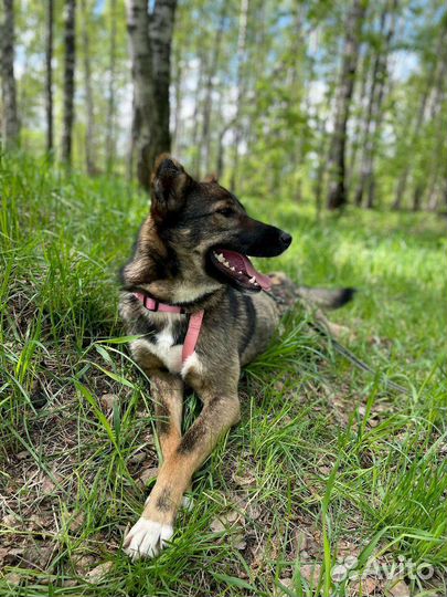 Собака в дар