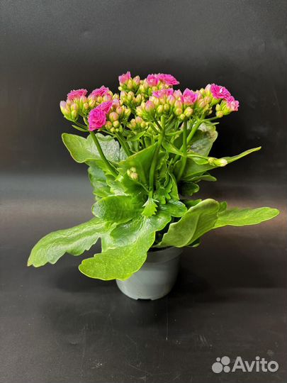 Каланхоэ каландива