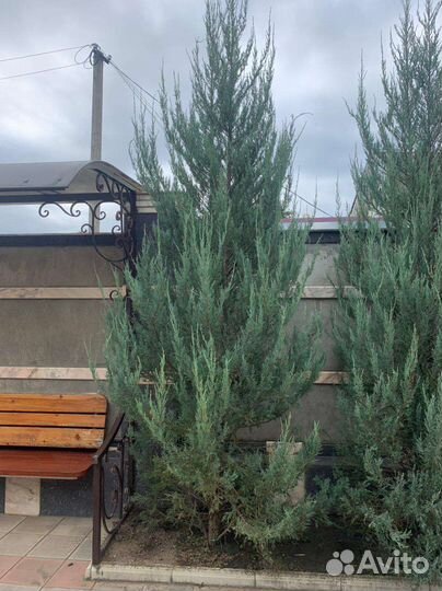 Можжевельник скальный голубая стрела blue appoy