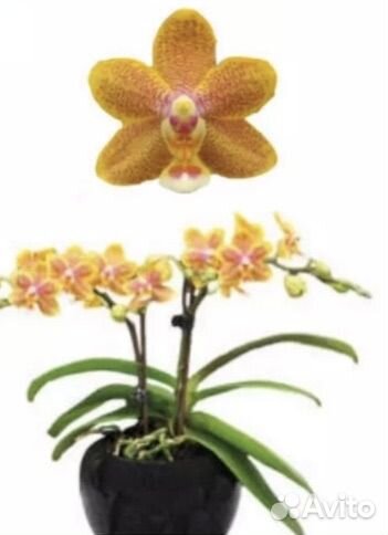 Орхидея фаленопсис