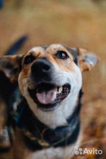 Собака Пчёлка