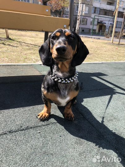 Такса вязка