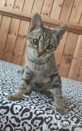 Кошечка энерджайзер Джинка, 7 месяцев